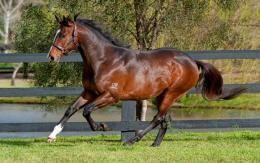 Red Ransom RED RANSOM SIRE39S 100th STAKES WINNER Vinery Stud