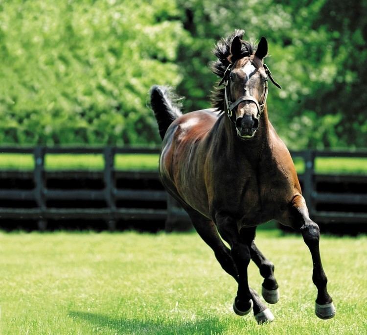Red Ransom RED RANSOM SIRE39S 100th STAKES WINNER Vinery Stud