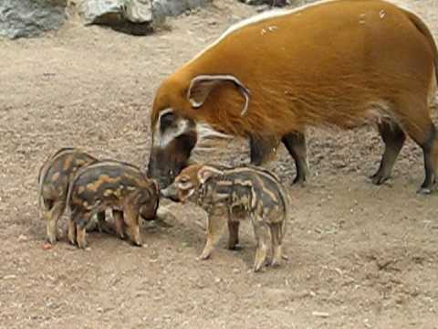 Red river hog Red River Hogs Babies and Parents YouTube