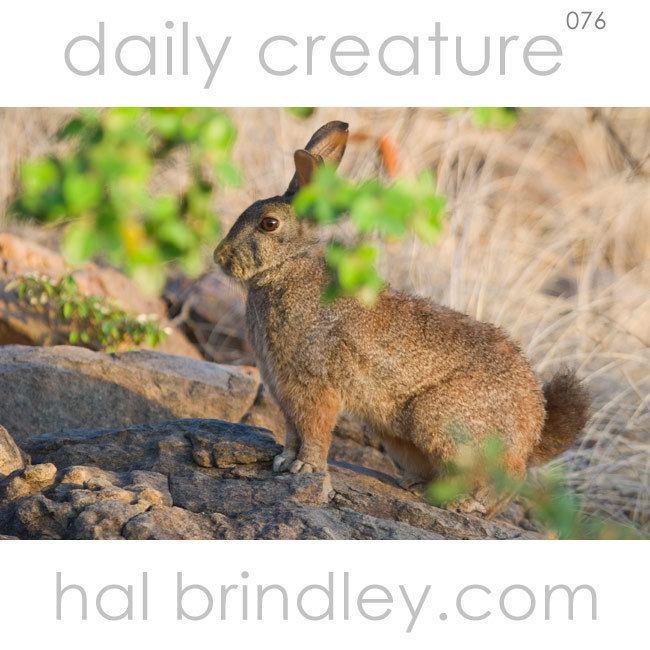 Red rock hare Hal Brindley Wildlife Photography Daily Creature 76 Jameson39s Red