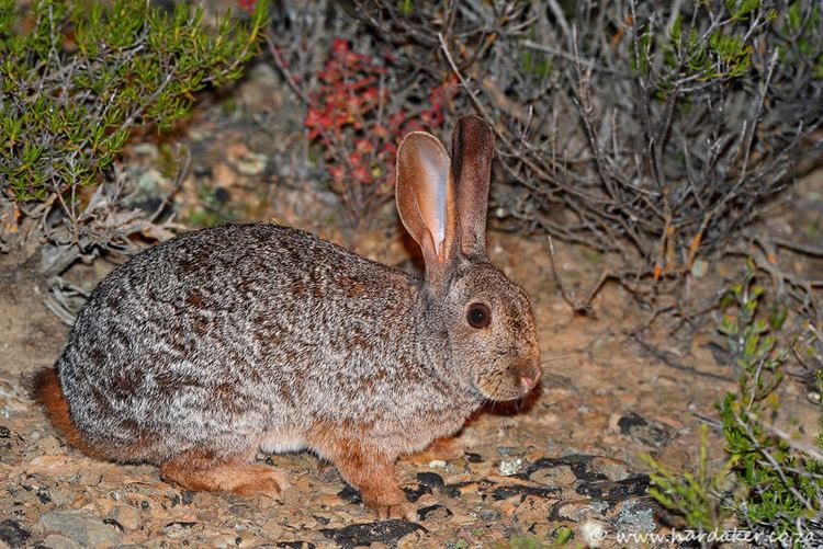 Red rock hare 24 26 August 2012 sanbona beckons again Our wildlife adventures