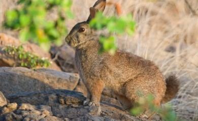 Red rock hare Hal Brindley Wildlife Photography halbrindley