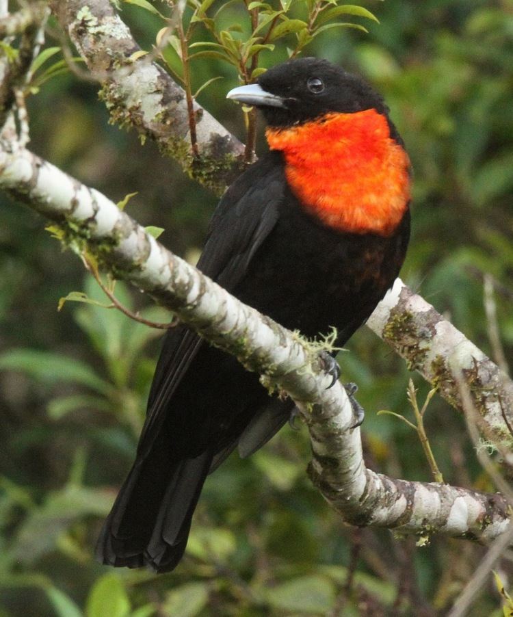 Red-ruffed fruitcrow Steve Bird39s Wildlife South Brazil Intervales