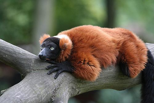 Red ruffed lemur Red Ruffed Lemur Facts Diet Habitat Pictures