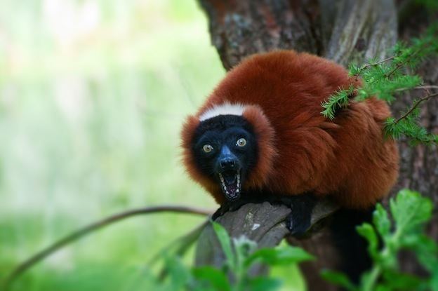 Red ruffed lemur Red Ruffed Lemur Lemur Facts and Information