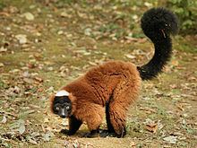 Red ruffed lemur httpsuploadwikimediaorgwikipediacommonsthu