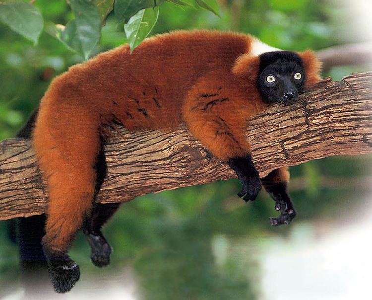 Red ruffed lemur Red Ruffed Lemur primatescom prosimians lemurs redruffed
