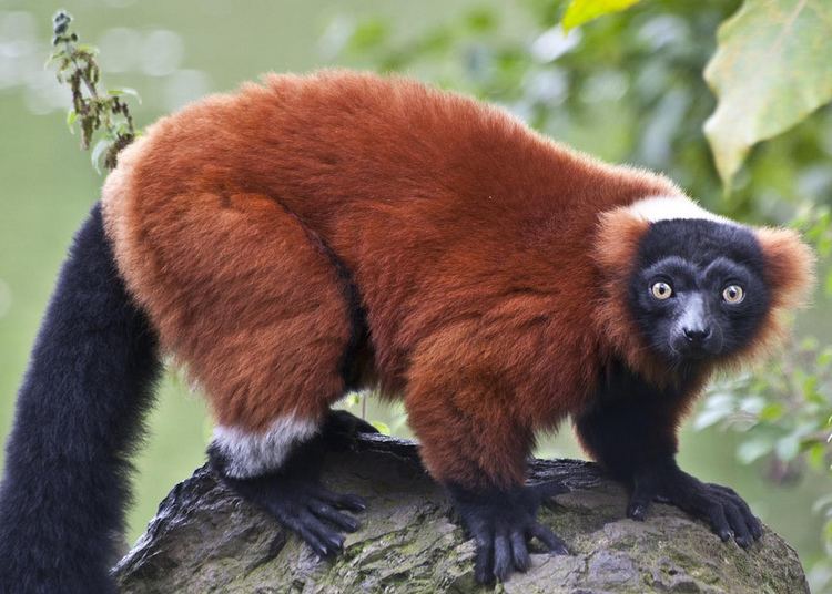 Red ruffed lemur Ruffed Lemur
