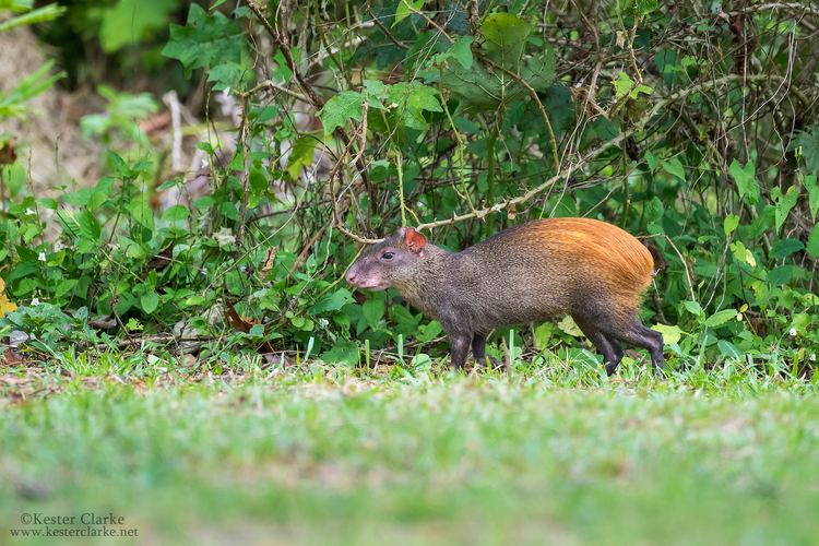 Red-rumped agouti Redrumped Agouti Kester Clarke Wildlife Photography