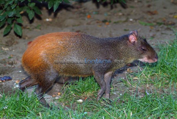 red rumped agouti