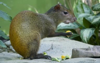 Red-rumped agouti Redrumped agouti Smithsonian39s National Zoo
