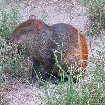 Red-rumped agouti Redrumped Agouti easiest to observe at dawn or dusk near fruiting