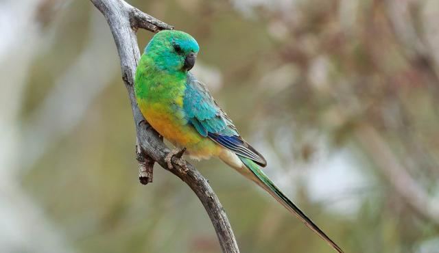 Red-rumped parrot Redrumped Parrot Biodiversity of the Western Volcanic Plains