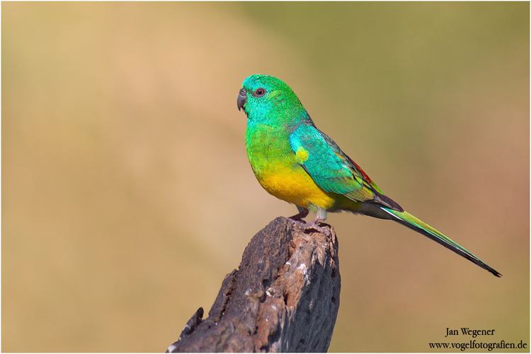 Red-rumped parrot rumped Parrot
