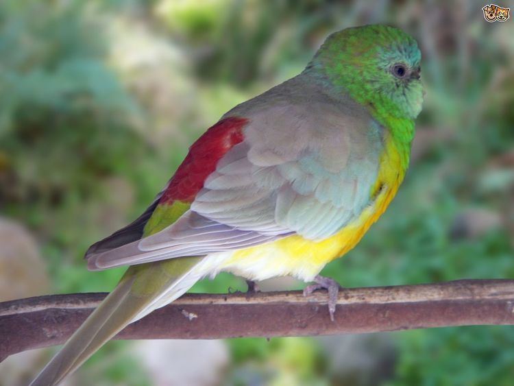 Red-rumped parrot Red Rumped Parrot Pets4Homes