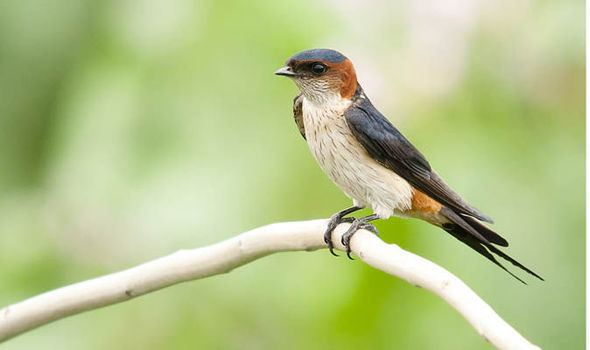 Red-rumped swallow One red rumped swallow does not make a spring it makes you