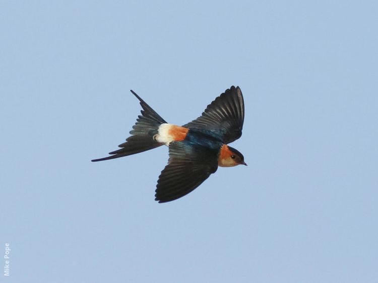 Red-rumped swallow wwwkuwaitbirdsorgsitesdefaultfilesstyleslar