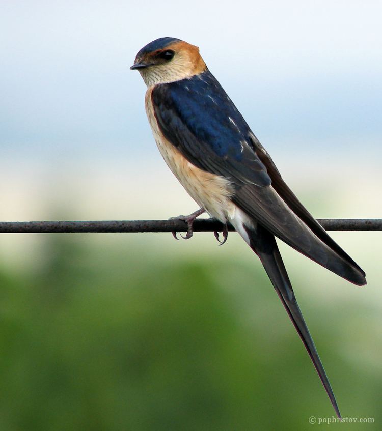 Red-rumped swallow Boris Pophristov Photography Wildlife Redrumped Swallow