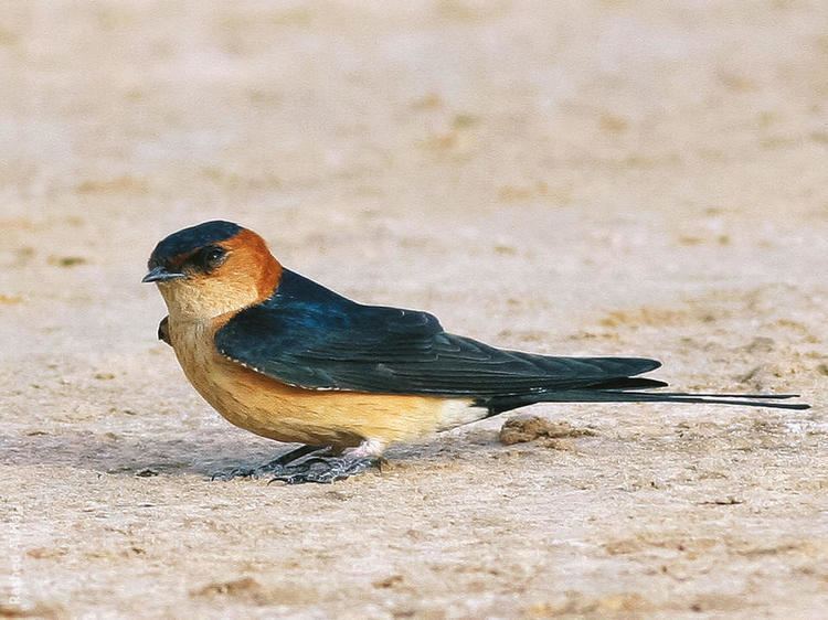 Red-rumped swallow Redrumped Swallow KuwaitBirdsorg