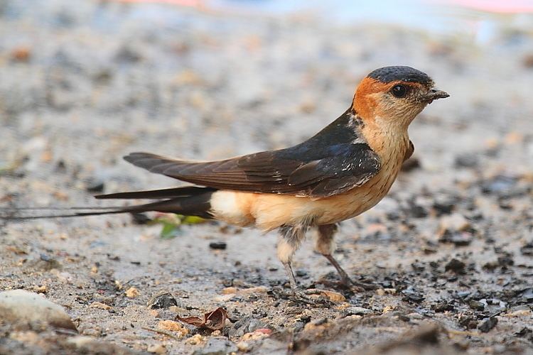 Red-rumped swallow Redrumped swallow Wikipedia