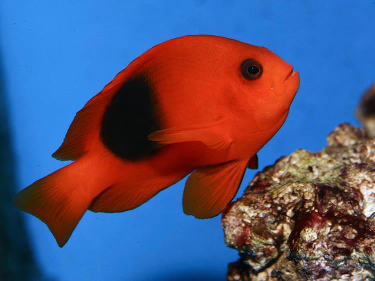 Red saddleback anemonefish Saddle back clownfish Amphiprion ephippium Fish Tanks and Ponds