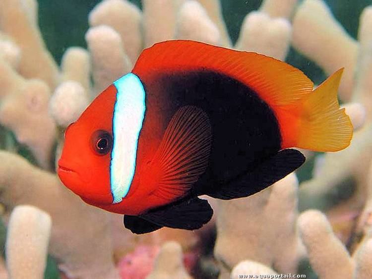 Red saddleback anemonefish Red Saddleback ClownfishFire Clownfish Amphiprion Ephippium