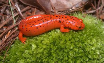 Red salamander Species Profile Red Salamander Pseudotriton ruber SREL Herpetology