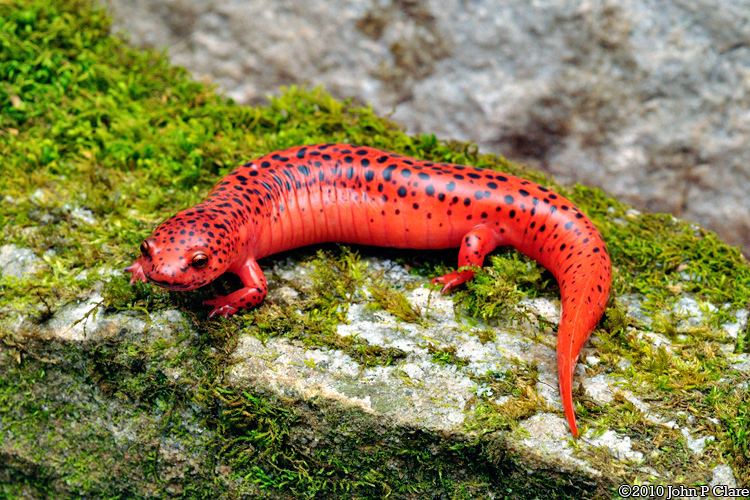 Red salamander Blue Ridge Red Salamander