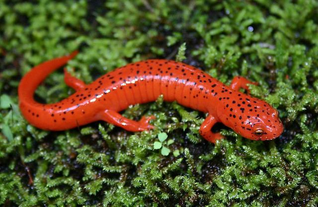 Red salamander georgiainfogalileousgeduimagesuploadsgallery