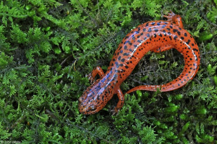 Red salamander Northern Red Salamander
