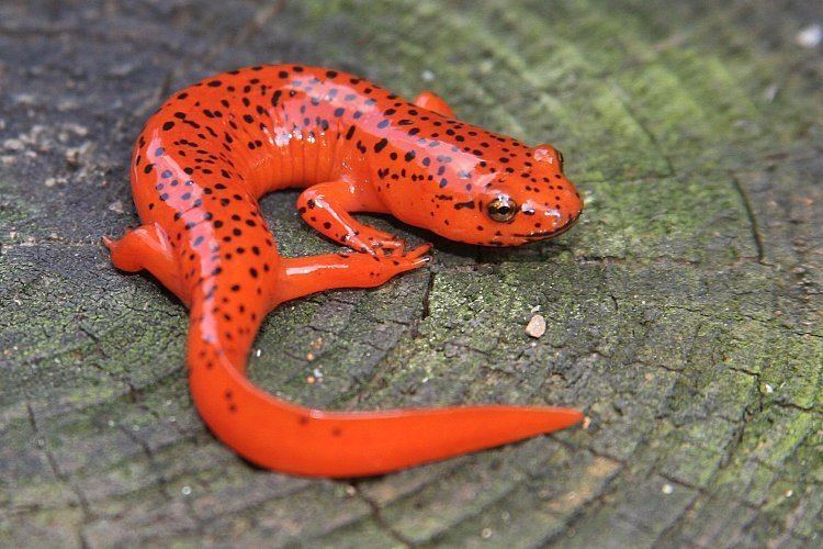Red salamander The Red Salamander