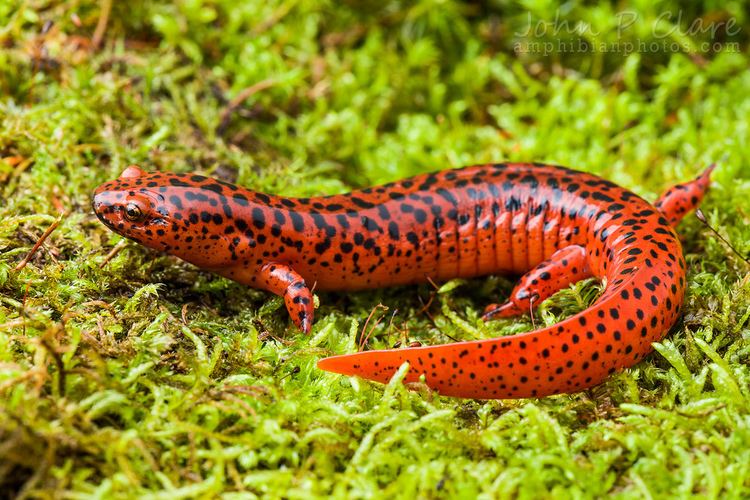Red salamander Red Salamander The in Grand Ledge Michigan HereForTheBeercom