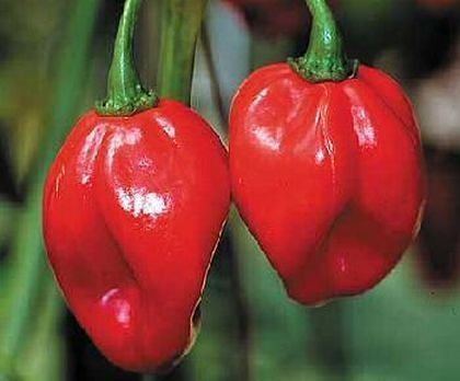 Red Savina pepper Amazoncom Red Savina Hot Pepper 10 Seeds The Last World Record