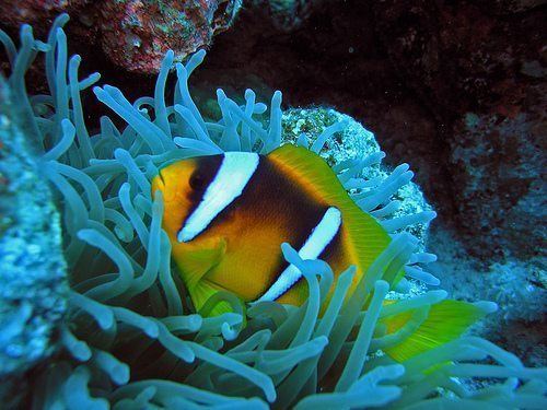 Red Sea clownfish Clownfish Identification Part 22