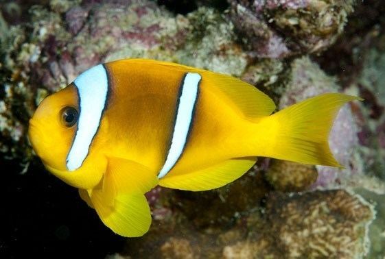 Red Sea clownfish Red Sea Clownfish Amphiprion bicinctus Saltwater Fish For Sale