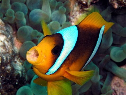 Red Sea clownfish Red Sea Clown Fish Marina Divers Sharm