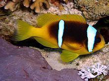 Red Sea clownfish httpsuploadwikimediaorgwikipediacommonsthu