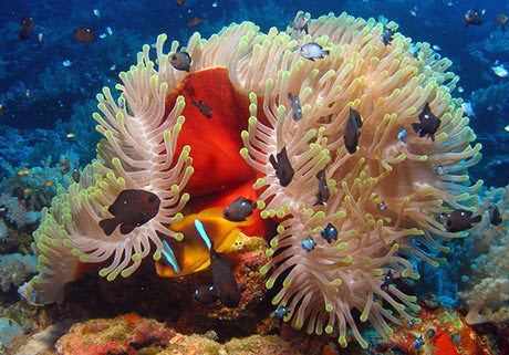 Red Sea clownfish Red Sea Clownfish Amphiprion bicinctus SCUBA Travel