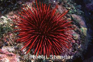 Red sea urchin wwwmarinelifephotographycommarineechinodermsu