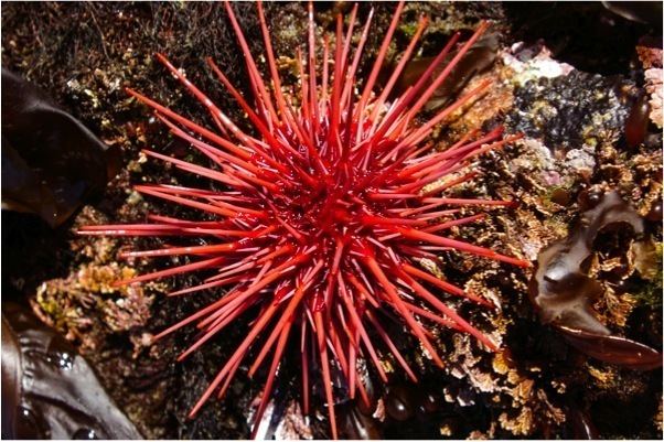 Red sea urchin Red sea urchin Strongylocentrotus franciscanus Biodiversity of