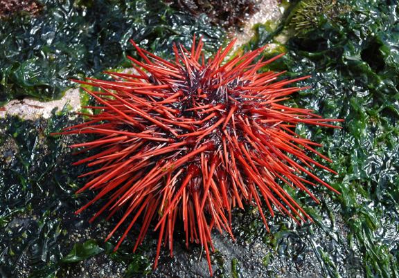 Red sea urchin Red Sea Urchin Strongylocentrotus franciscanus