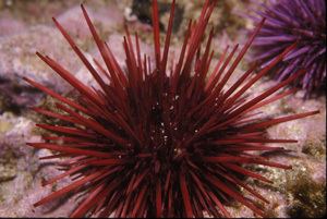 Red sea urchin Red sea urchin SIMoN