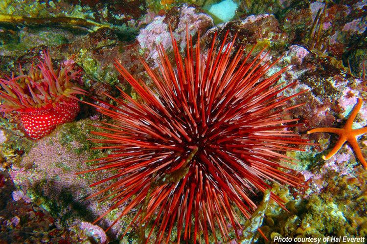 Red sea urchin Olympic Coast Library Red Sea Urchin