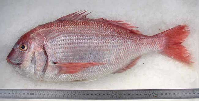 Red seabream Red Sea Bream Fish Red Sea Bream Fish Suppliers and Manufacturers