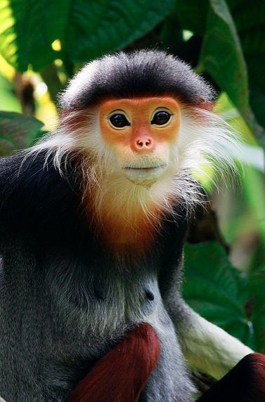 Red-shanked douc This festively dressed monkey is called the Redshanked Douc Langur