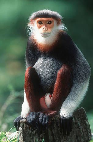 Red-shanked douc Douc Langur WWF