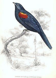 Red-shouldered cuckooshrike httpsuploadwikimediaorgwikipediacommonsthu