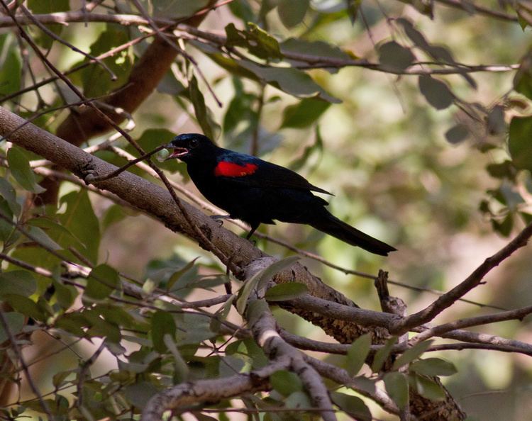Red-shouldered cuckooshrike Wrights Wanderings February 2013
