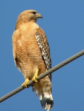 Red-shouldered hawk Redshouldered Hawk Identification All About Birds Cornell Lab