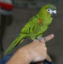 Red-shouldered macaw httpsuploadwikimediaorgwikipediacommonsthu